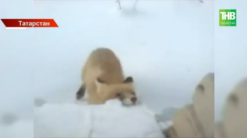 Самовыгул закончился ЧС: в Елабуге — первый случай бешенства в году