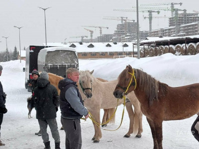 «Тысячелетняя порода» на службе: лошадей из Татарстана направили в зону СВО