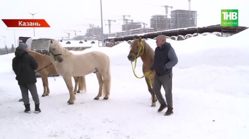 Лошади татарской породы отправились на службу в зону СВО