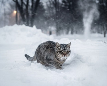 Ураганный ветер, сильный снег и резкое потепление накроют Татарстан в пятницу, 13-го