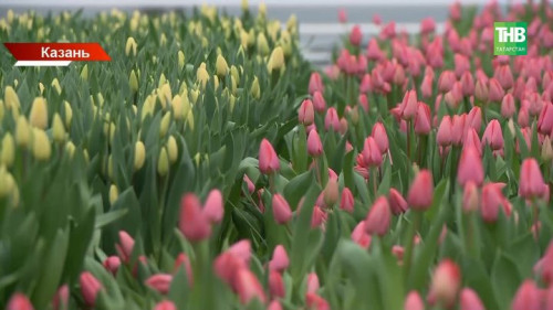 11,5 тысяч квадратных метров весны: в Казани открыли крупнейший цветочный комплекс республики