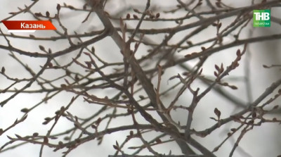 Грачи, почки и 83 см снега: весна в Татарстане наступит, но когда?