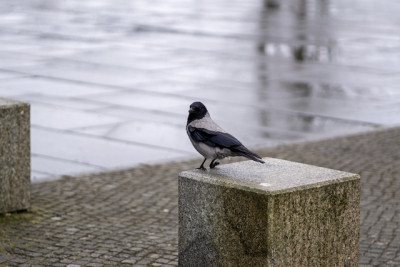 «Могут напасть»: орнитолог КФУ объяснил, почему весной вороны становятся опасными