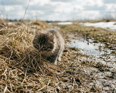 Тепло до +17 придет в Татарстан вместе с грозовыми дождями