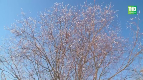 Берёза готовит «аллергический удар»: сезон пыльцы наступает раньше