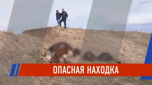 В овраге Тукаевского района нашли туши телят — грозит ли Татарстану эпидемия?