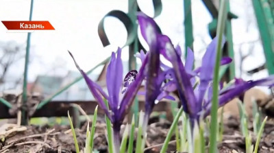 В начале мая придет жара, а потом — заморозки: что ждет дачников Татарстана
