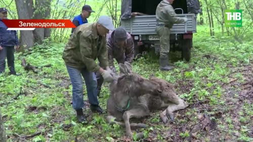 «Машка на свободе»: в Зеленодольском районе состоялся выпуск лося после годовой реабилитации