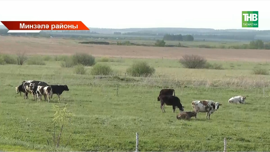Төлке бозауларны тешләгән: Татарстанда котыру чире куркынычы арта