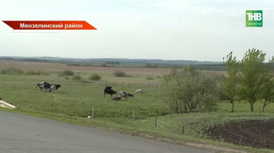Лиса покусала телят, хозяева хотели «чистый продукт»: почему в Татарстане до сих пор отказываются от вакцинации