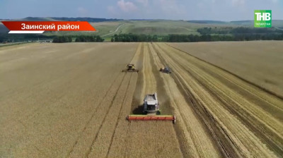 Более 50 центнеров с гектара: три района Татарстана бьют рекорды урожая