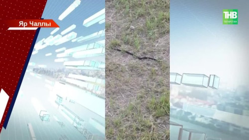 Әгерҗедә 10 яшьлек кызны кара елан чаккан