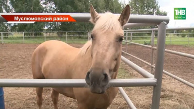 Детский лагерь или спортивный интенсив: в Муслюмово на 30 суток приостановили деятельность «Аргамака»