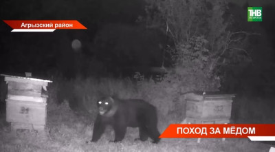 В Татарстане открыли охоту на медведей, но пока ни одного не добыли: почему так?