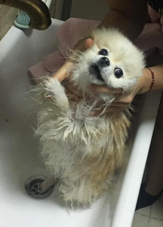 Татарстанские спасатели вызволили четвероного друга из раковины