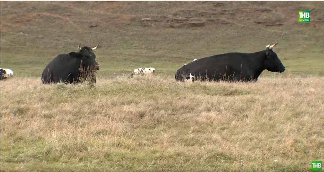 Безотчетные «налоги» сократили поголовье скота на 4000 голов в Муслюмовском районе Татарстана