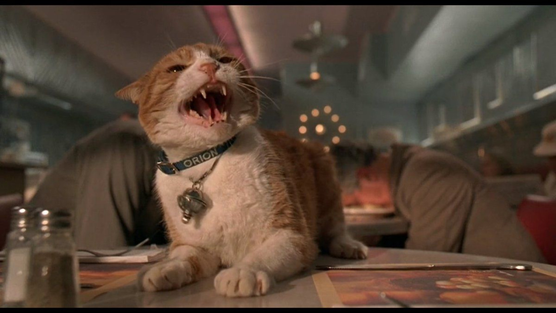 В Татарстане поймали кота-наркокурьера и сдали полиции