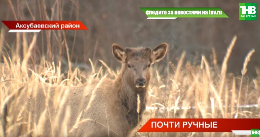 Маралы гуляют по сельским улицам Татарстана (ВИДЕО)