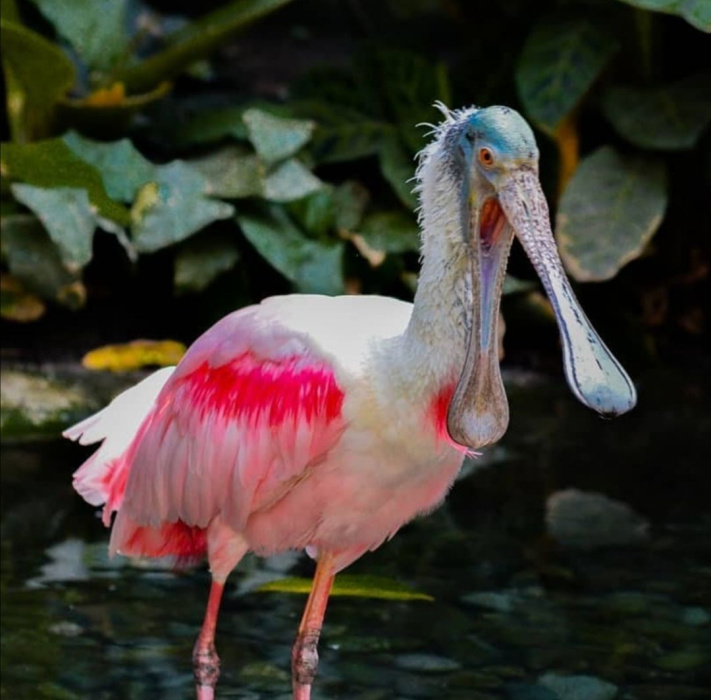 Казанский зоопарк принял первых посетителей: "Река Замбези" заработал в тестовом режиме (ВИДЕО)