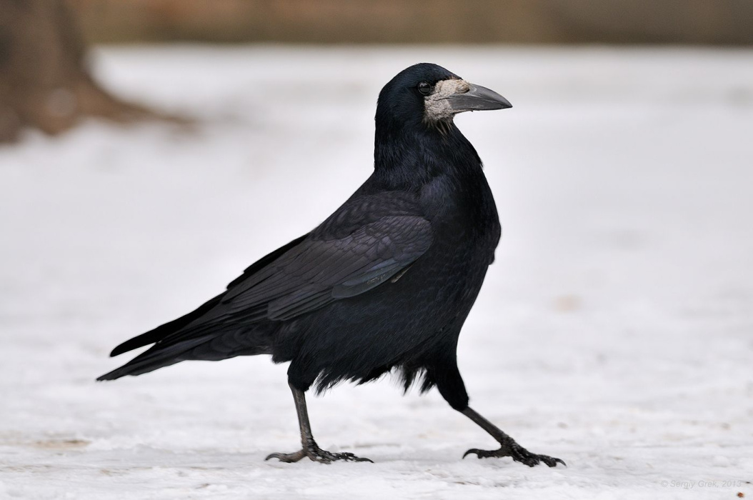 Из-за аномально теплой зимы в Казань не прилетели снегири и свиристели, но возвращаются грачи