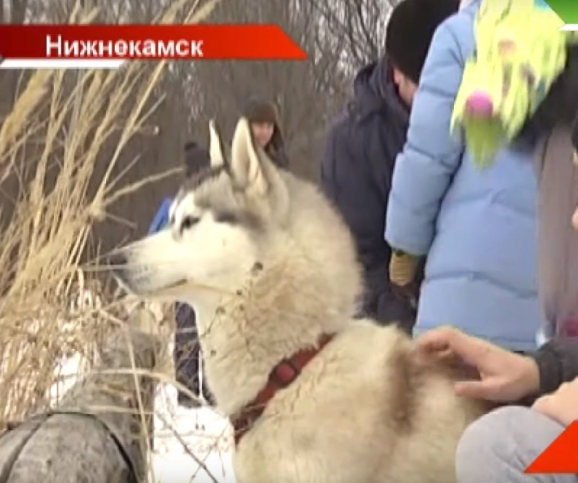 Гонки на хаски: в Нижнекамске прокатились с ветерком 