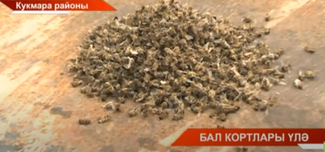 Умартачылар саң суга: кортлар бал ташымый, агуланып үләләр