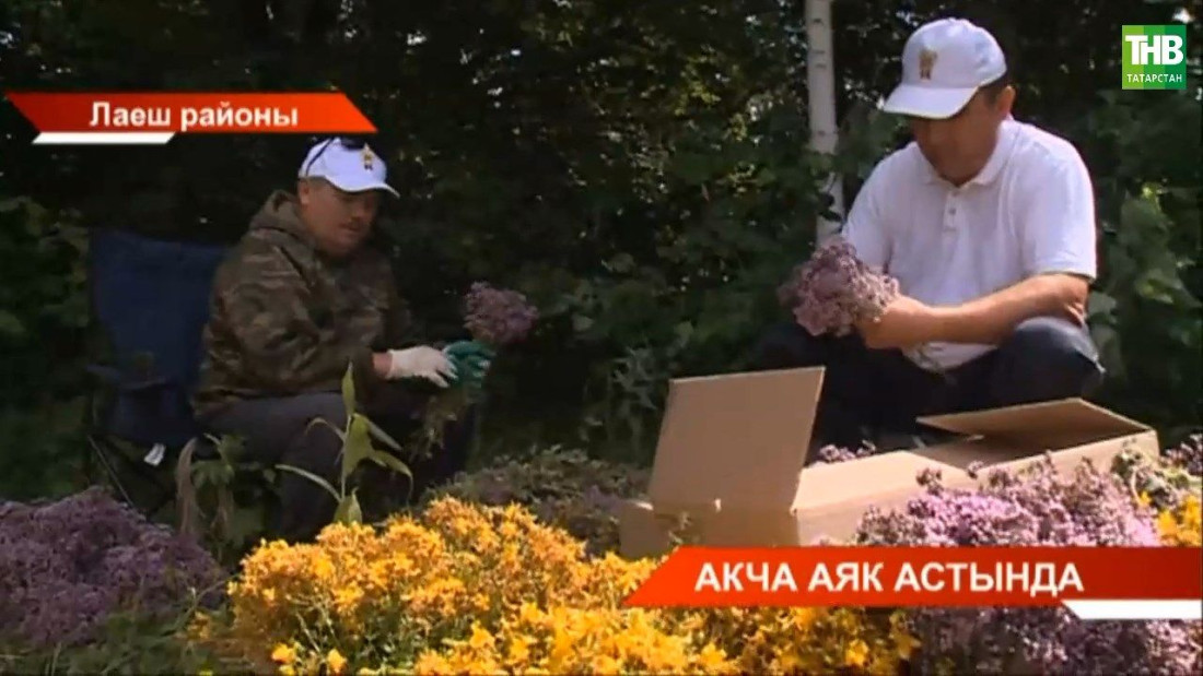 Дару үләннәре җыеп акча эшләп буламы?