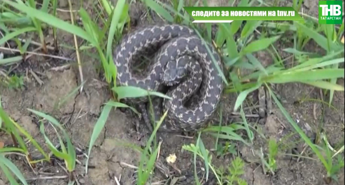 "Еланнар өйгә кадәр керә", - ди халык! Видео
