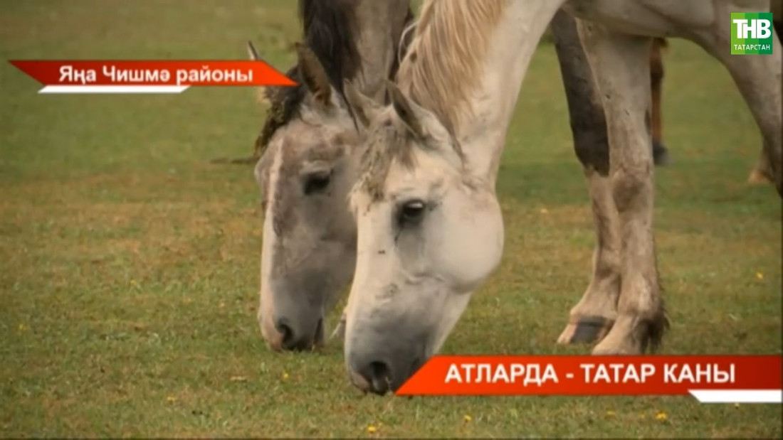 Татар атлары заводы оешуга 100 ел