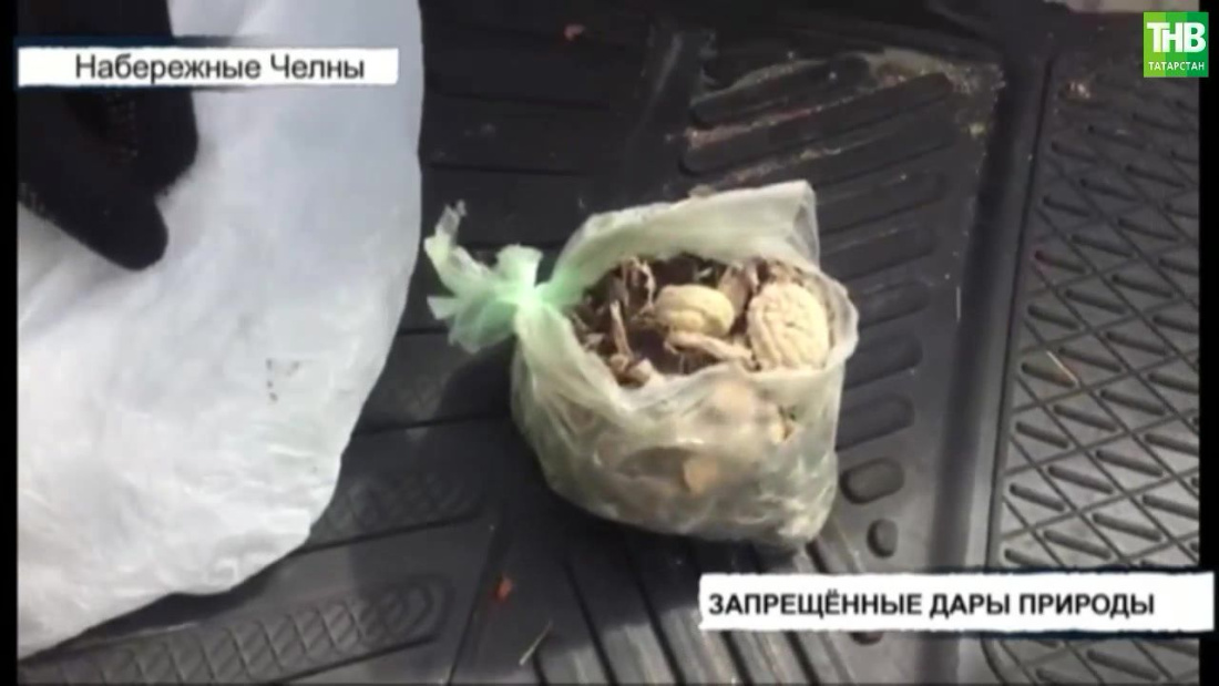 В Челнах задержали мужчину, перевозившего галлюциногенные грибы