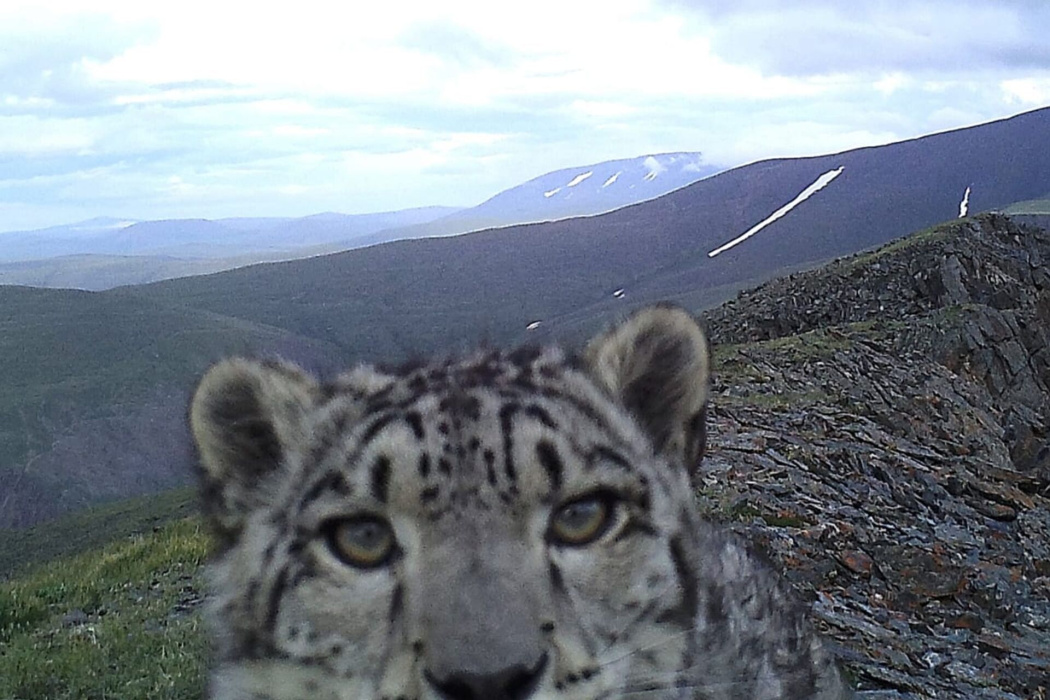 «Ак Барс» поможет спасти белых барсов на Алтае