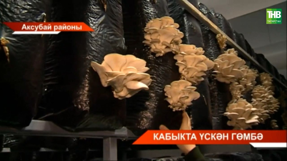 Иске Мукшы авылында дүрт ел гөмбә җитештерү цехы эшләп килә!