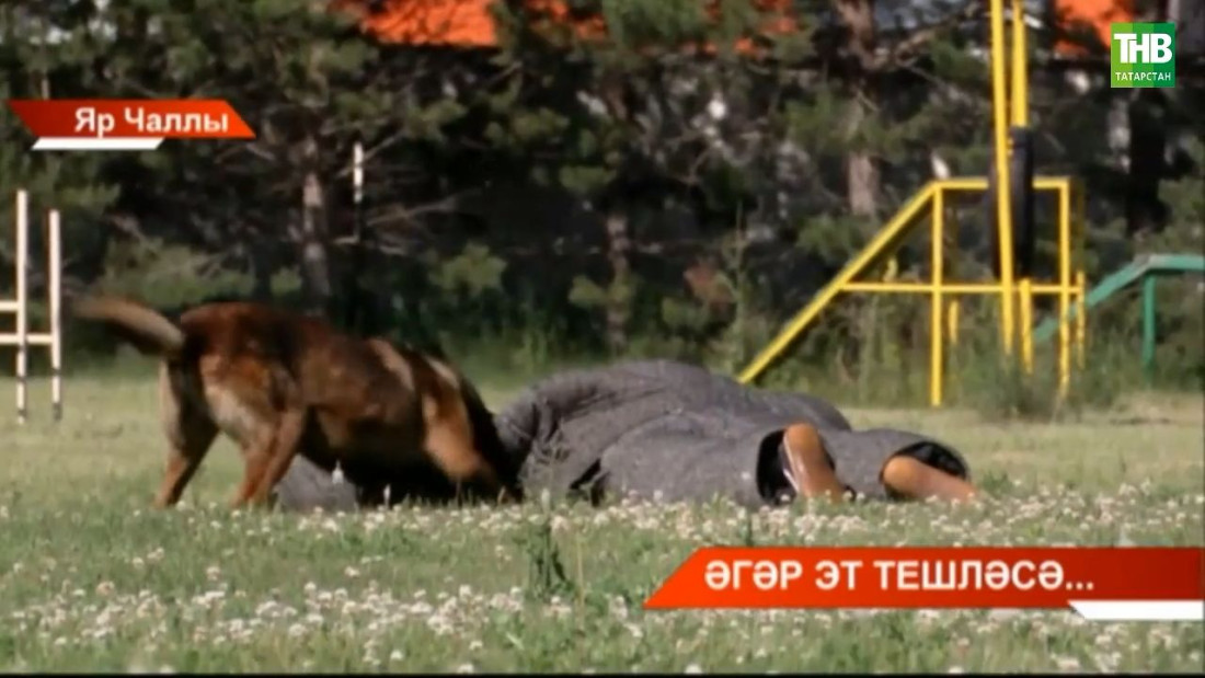 Баланы эт тешләгән, җәрәхәте дә, белешмәсе дә бар, әмма бу җинаять түгел.