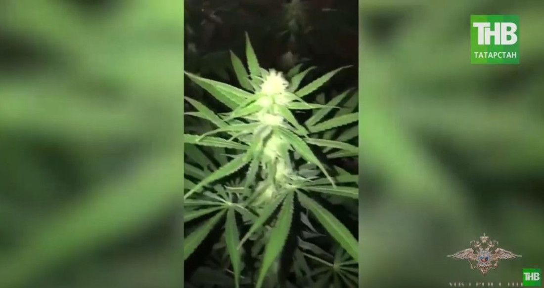 Полиция Татарстана ликвидировала подпольную лабораторию по производству наркотиков