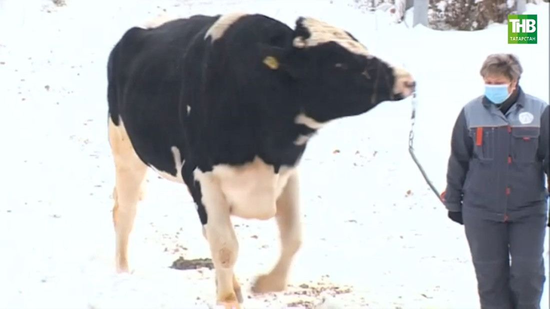 Дөньяның иң нәселле үгезләре Биектау районында!