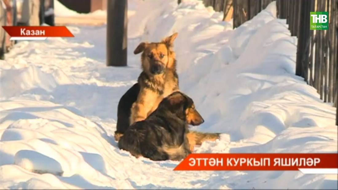 Этләрдән куркып яшиләр - видео