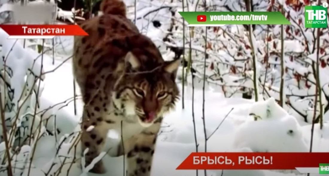 В татарстанском селе рысь напала на подростка - видео