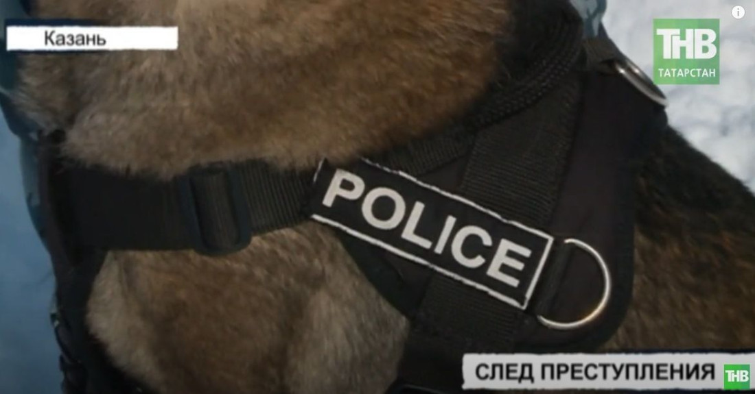 Полицейская овчарка помогла раскрыть разбойное нападение на казанца