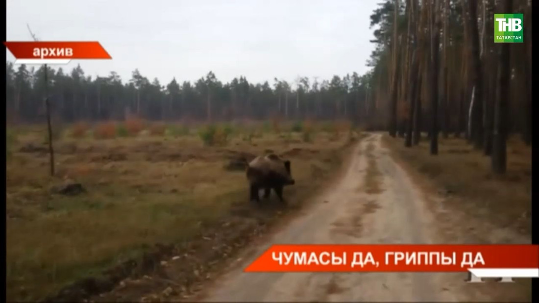 Чумасы да, гриппы да!