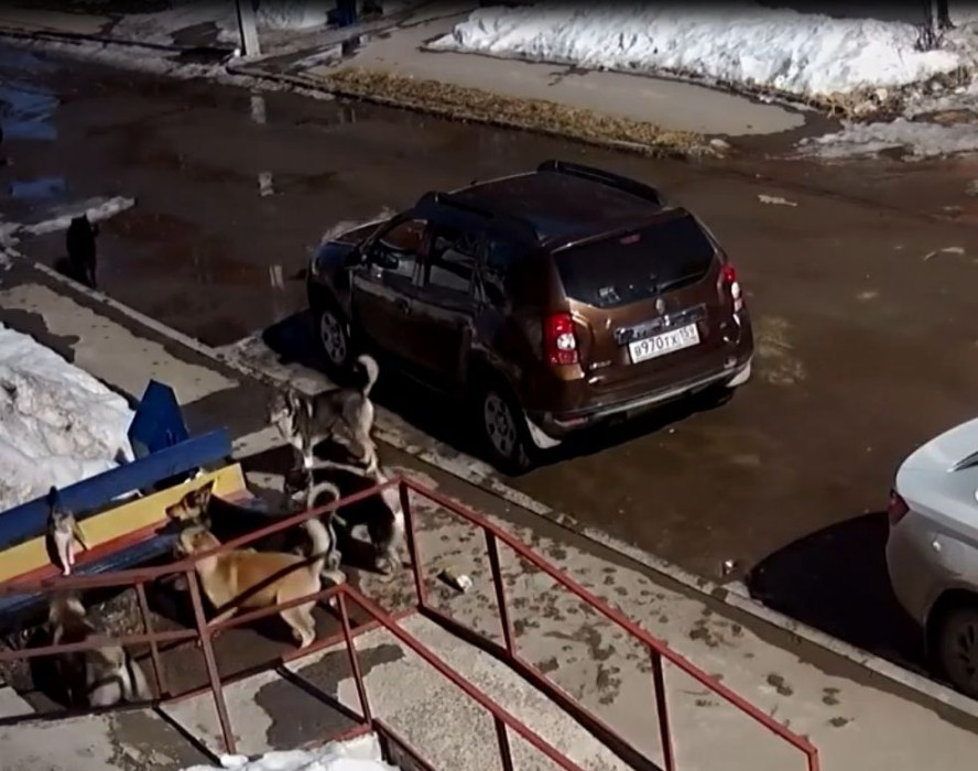 Пушистый воин: котенок вступил в неравный бой со стаей собак и выжил - видео