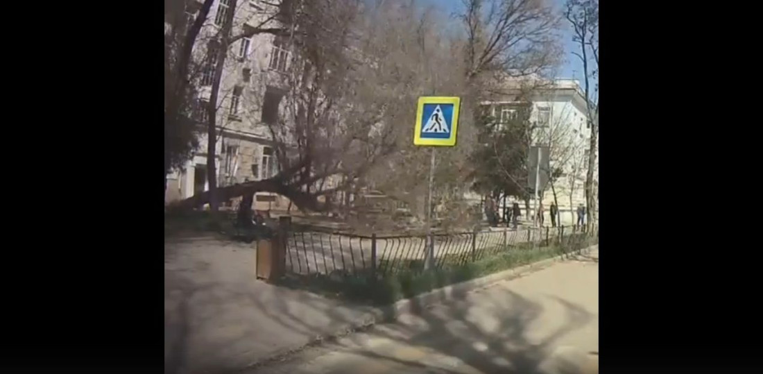 Видео: дерево рухнуло на женщину с годовалым ребенком