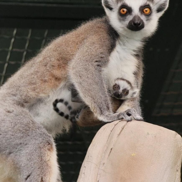 В казанском зооботсаду родился детеныш лемура - видео