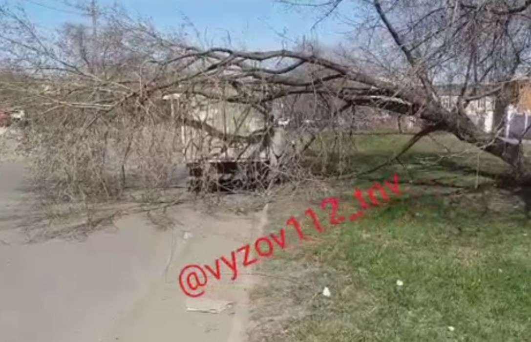 Дерево упало на припаркованную «Газель» в Казани