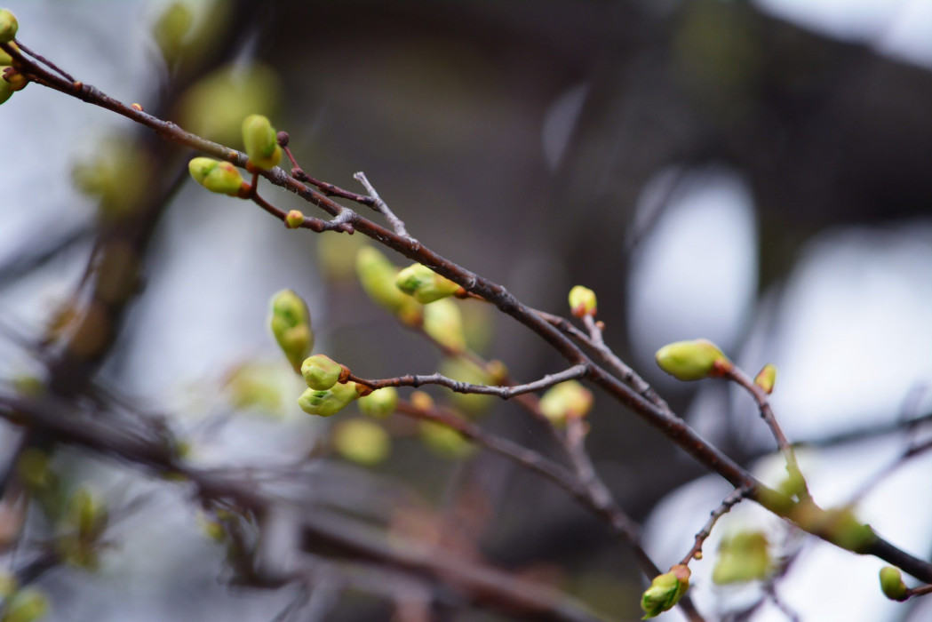 В последний день апреля в Татарстане потеплеет до +17 градусов