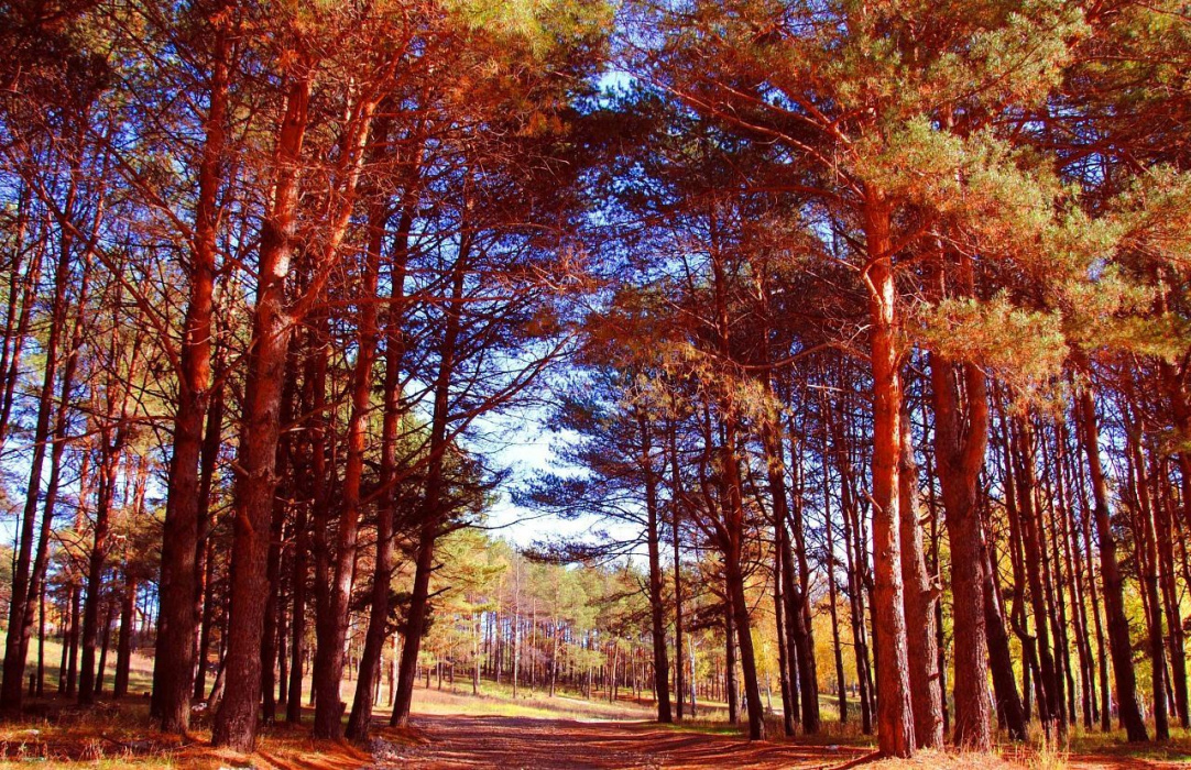 Жителям Татарстана на 21 день ограничили доступ в леса из-за аномальной жары