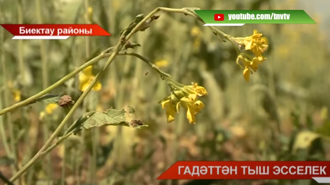 Татарстанда гадәттән тыш хәл режимы кертергә мөмкиннәр