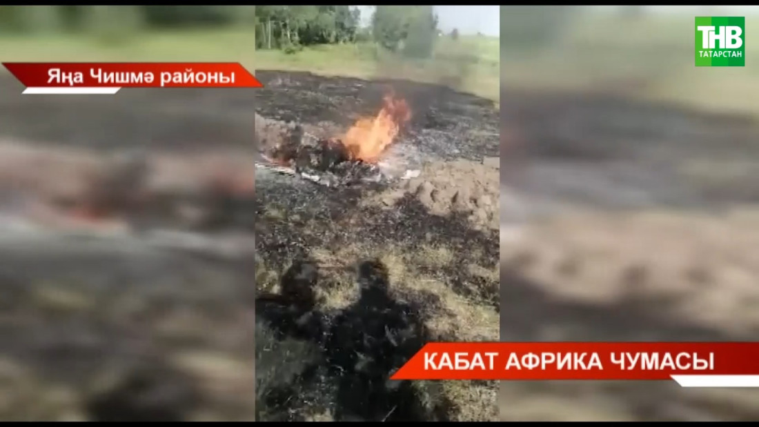 Республикада кабат Африка чумасы!