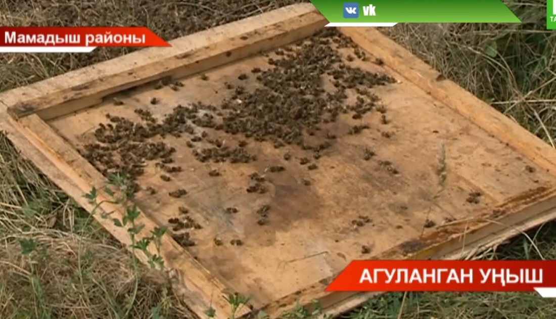 Ни өчен умартачылыкларга зыян килә?