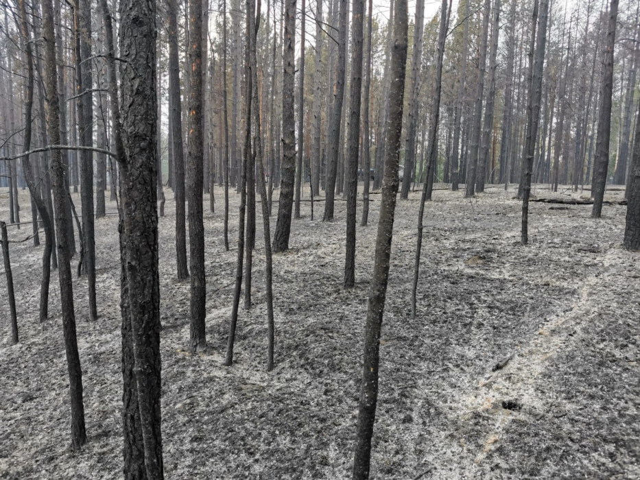 Лениногорск районында урманга ут капкан