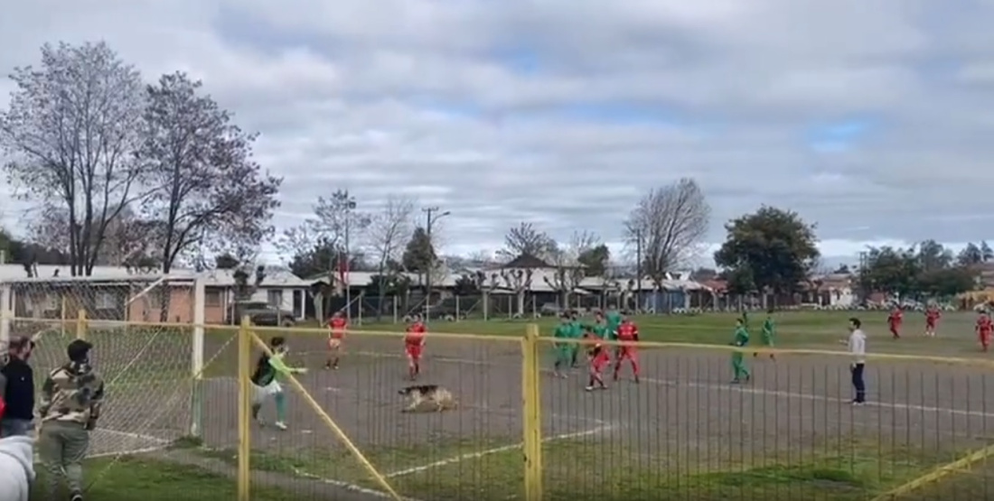 Гол чилийской собаки в футбольном матче попал на видео